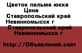 Цветок пальма юкка › Цена ­ 400 - Ставропольский край, Невинномысск г.  »    . Ставропольский край,Невинномысск г.